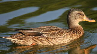 Canard colvert