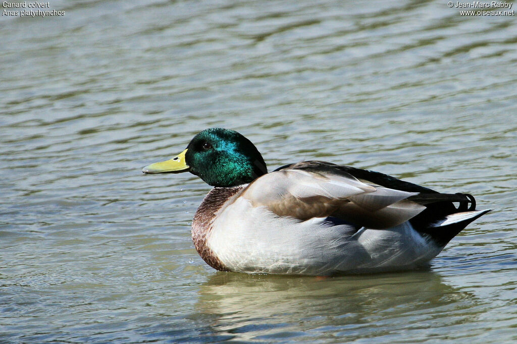 Canard colvert mâle