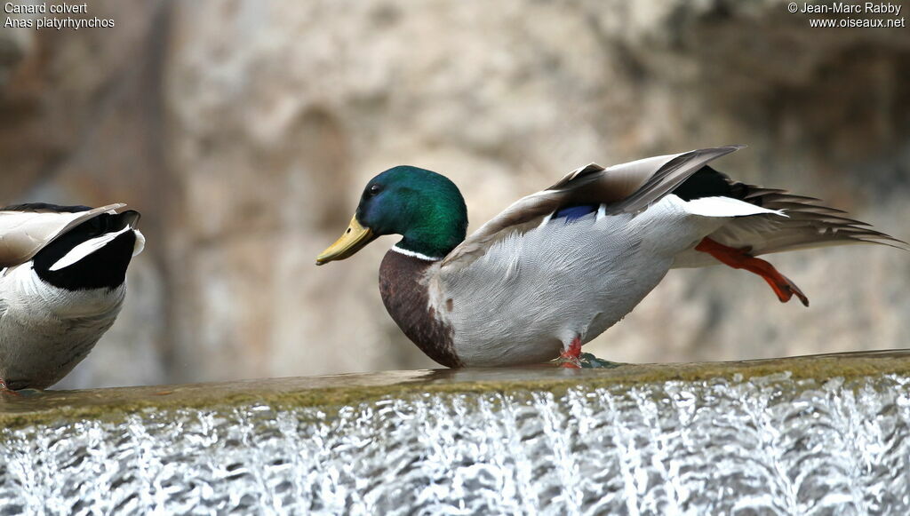 Canard colvert mâle, identification