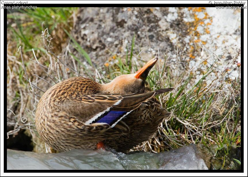 Mallard female, identification