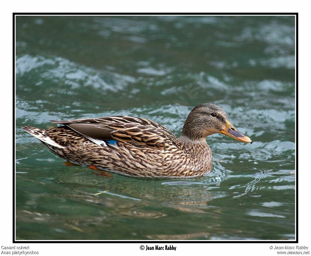 Canard colvert femelle, identification