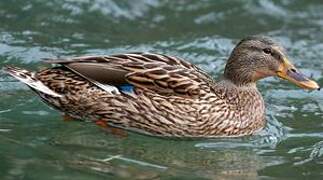 Mallard