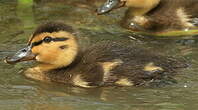 Canard colvert