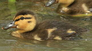 Canard colvert