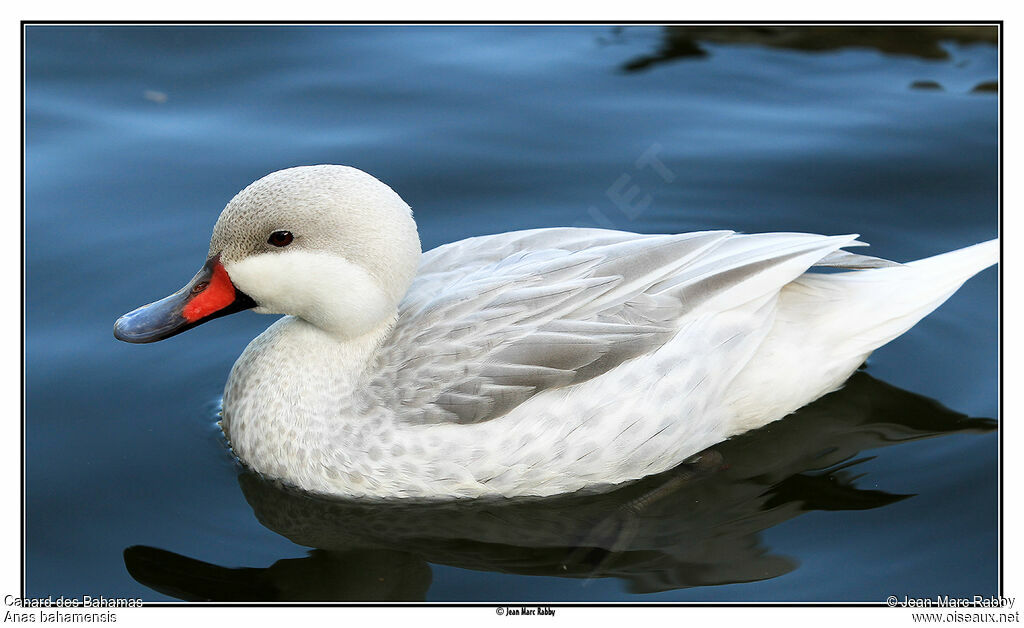 White-cheeked Pintail, identification