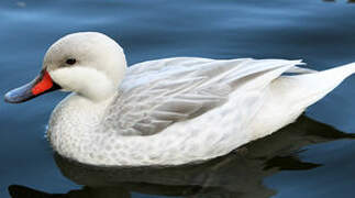 White-cheeked Pintail