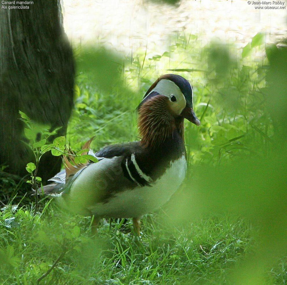 Mandarin Duck male, identification