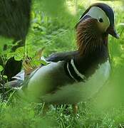 Mandarin Duck