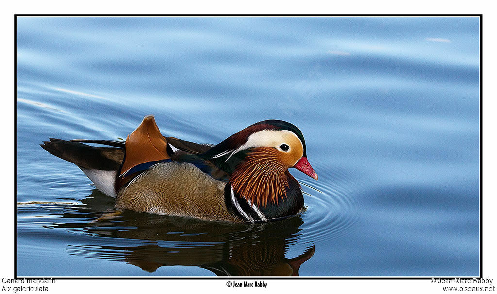 Canard mandarin, identification