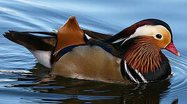 Canard mandarin