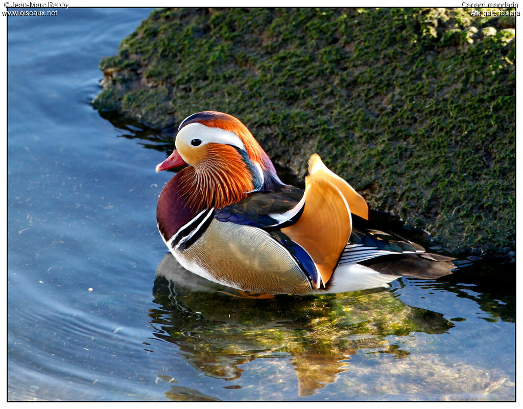 Canard mandarin, identification