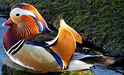 Canard mandarin