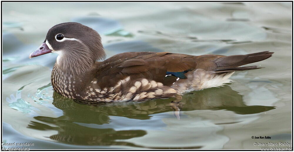 Canard mandarin mâle juvénile, identification