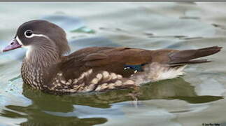 Mandarin Duck