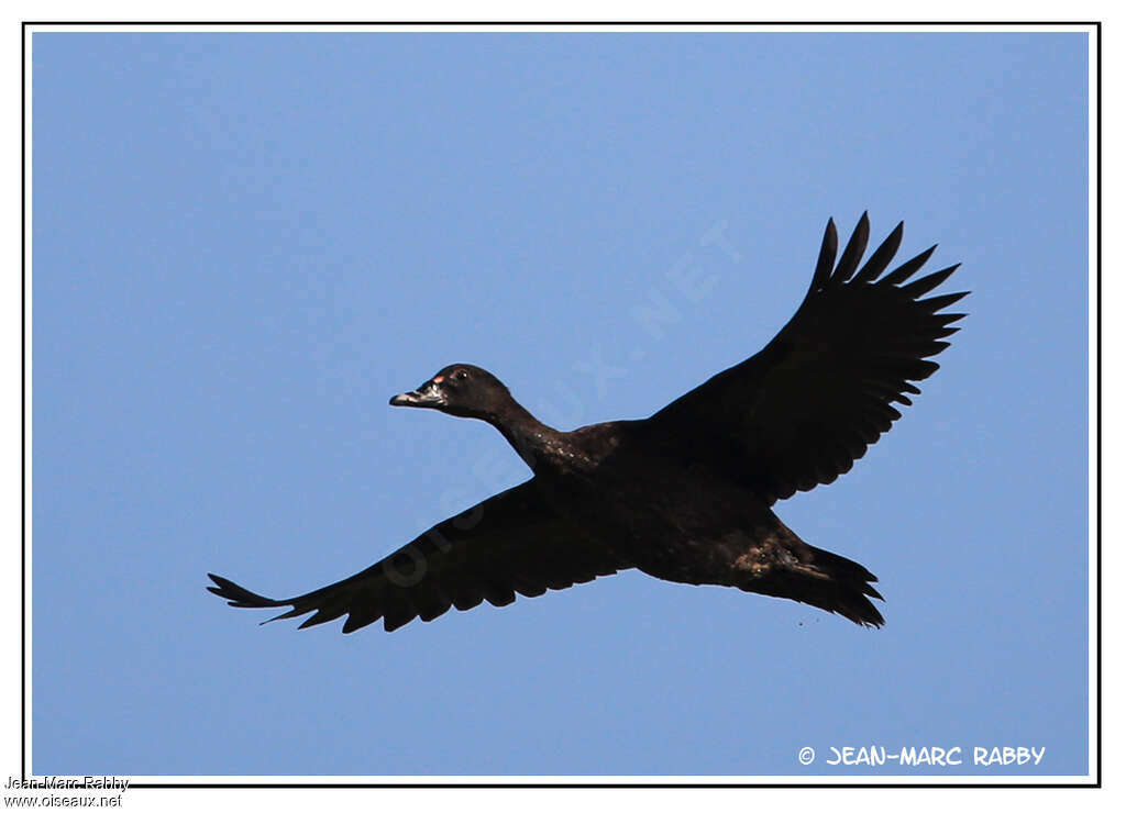 Canard musqué femelle adulte, Vol