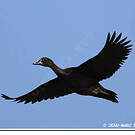 Canard musqué