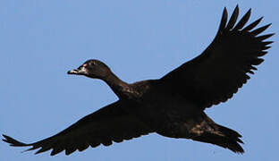 Muscovy Duck