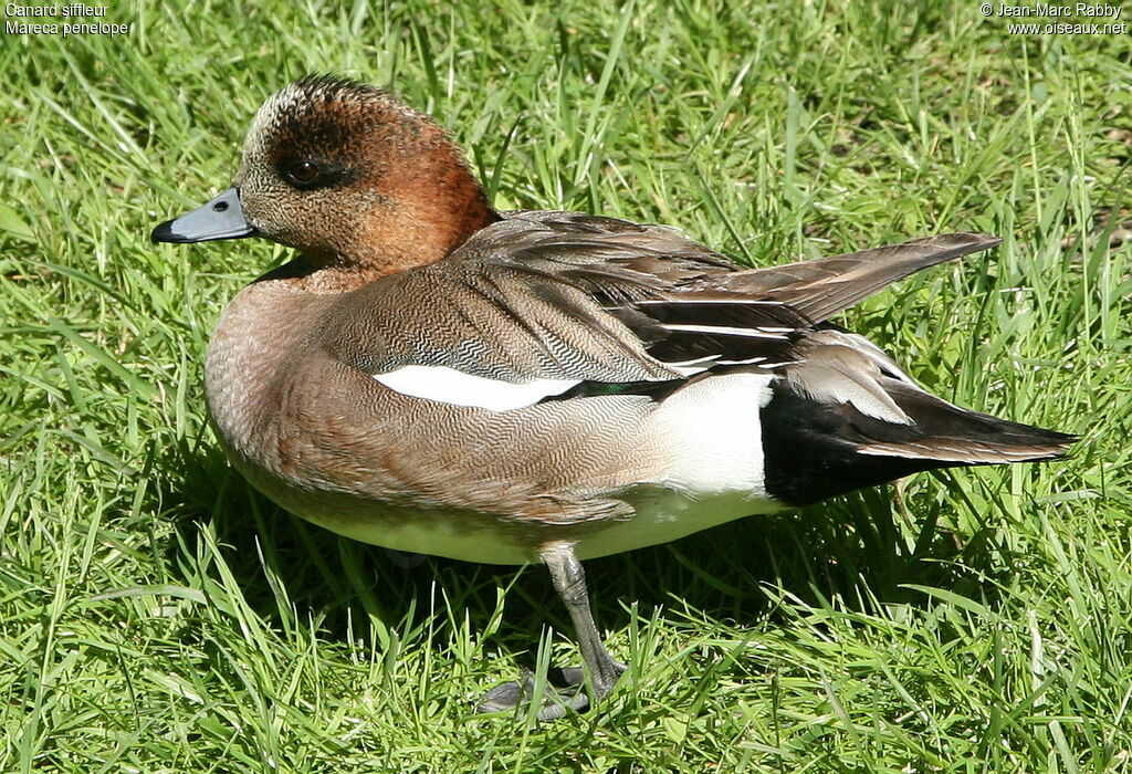 Eurasian Wigeon, identification