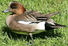 Eurasian Wigeon