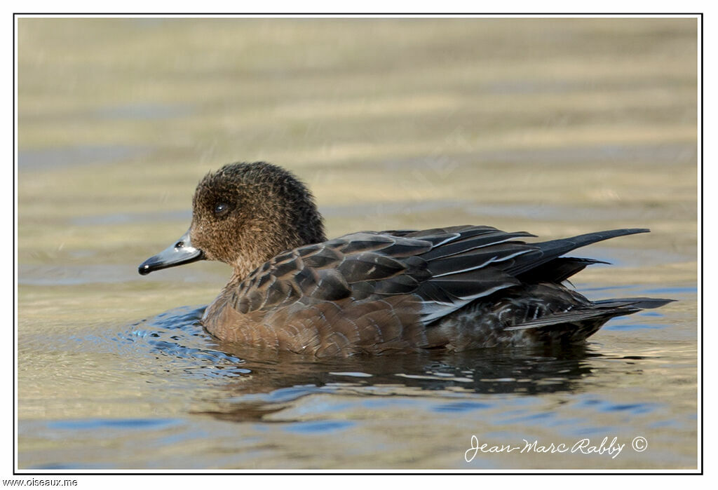 Canard siffleur, identification