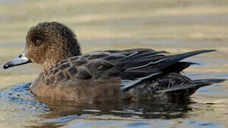 Eurasian Wigeon