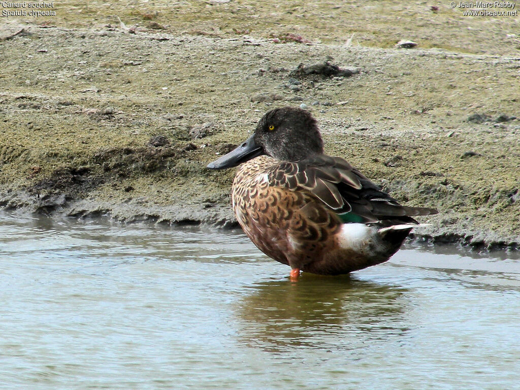 Northern Shoveler male, identification