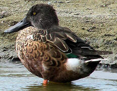 Northern Shoveler