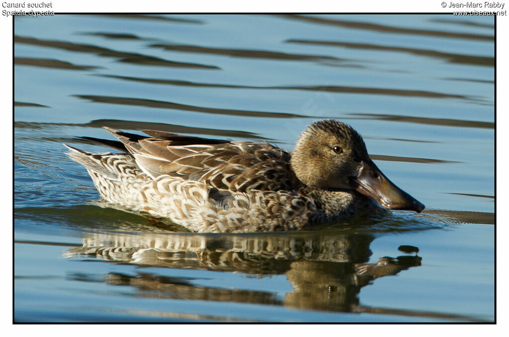 Canard souchet femelle, identification, chant