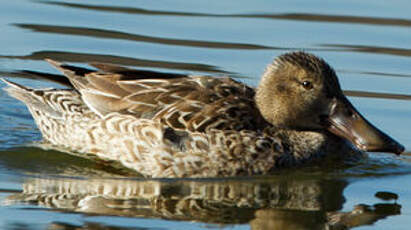 Canard souchet