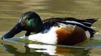 Northern Shoveler