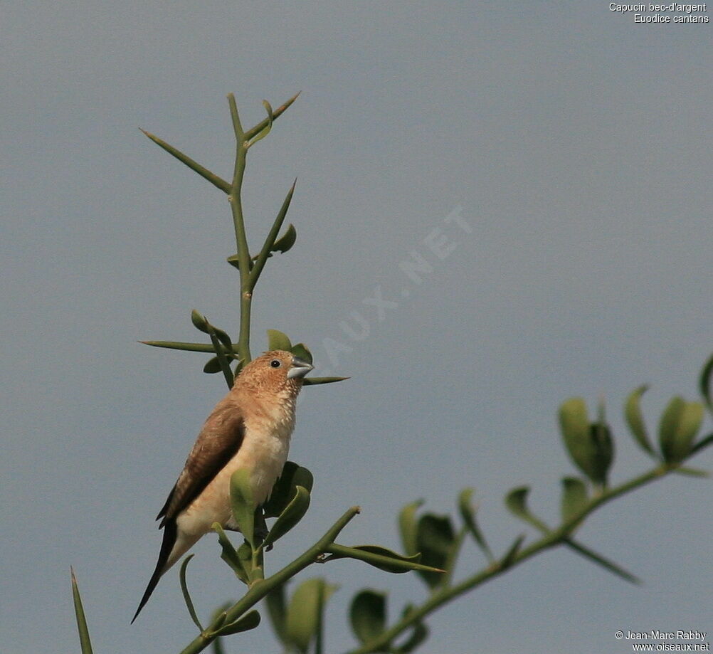 African Silverbill