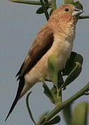 African Silverbill