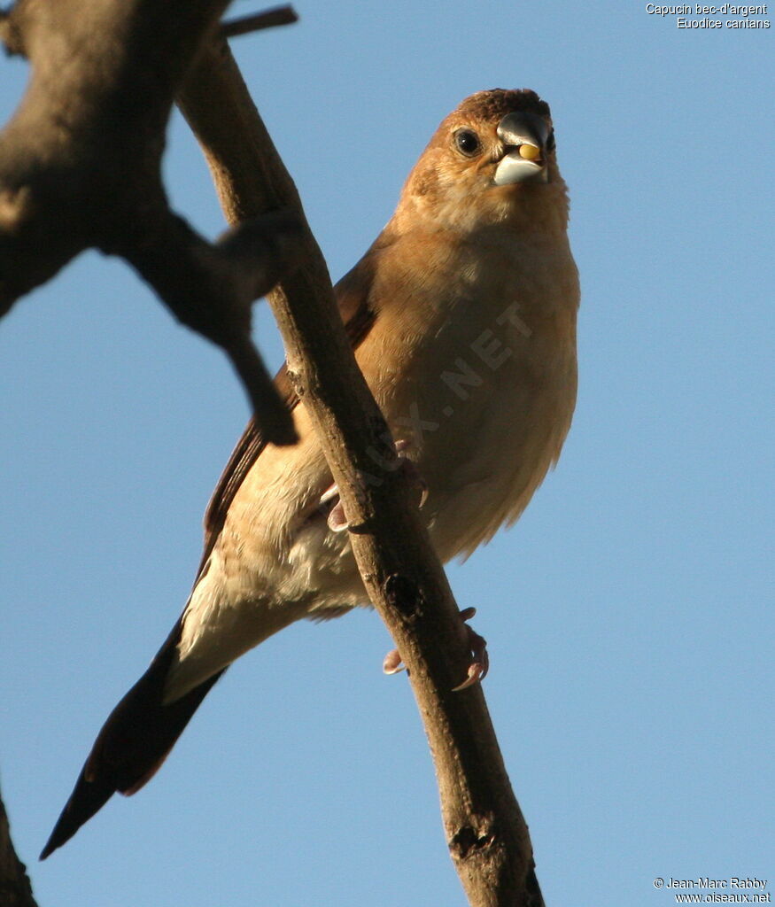 African Silverbill