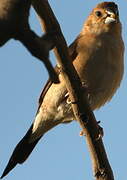 African Silverbill