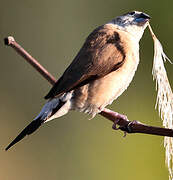 Indian Silverbill