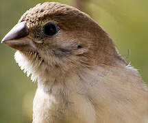 Indian Silverbill