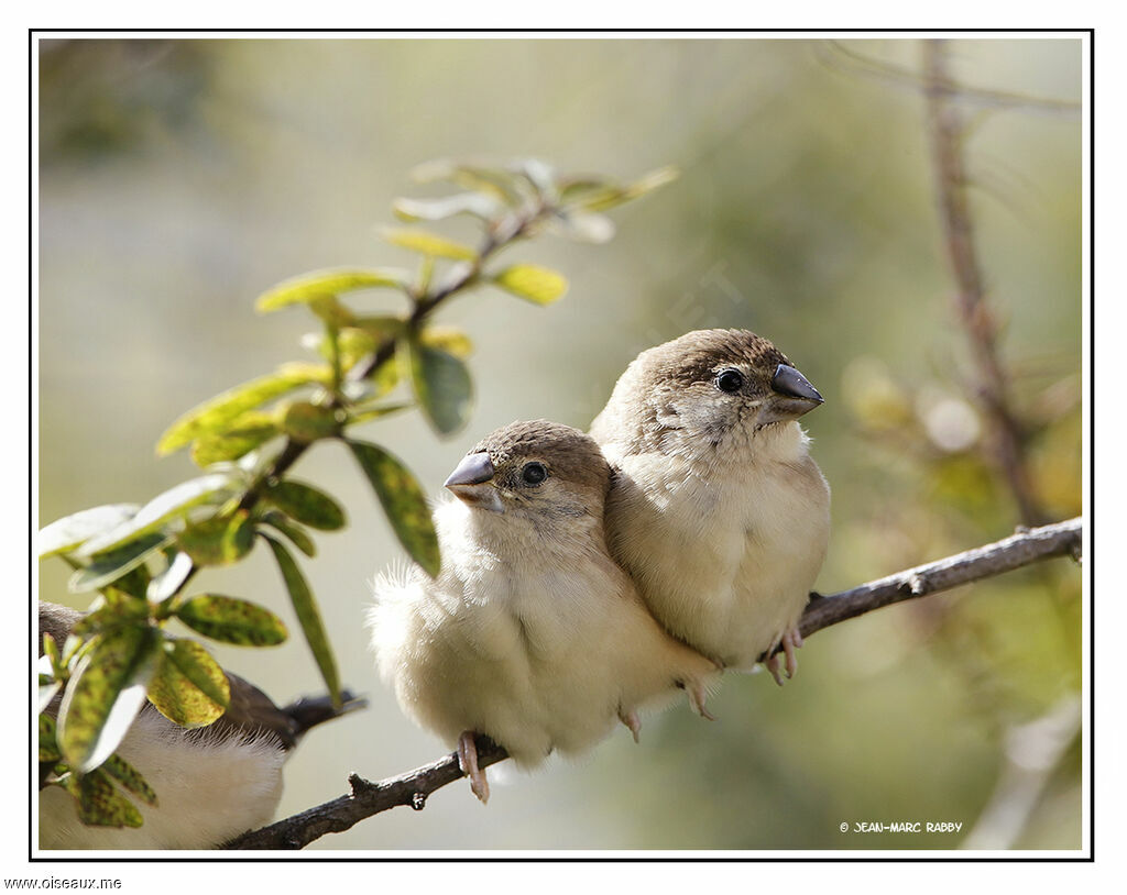 Indian Silverbill, identification, Behaviour