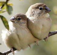 Indian Silverbill