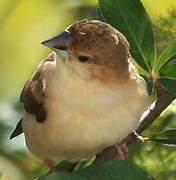 Indian Silverbill