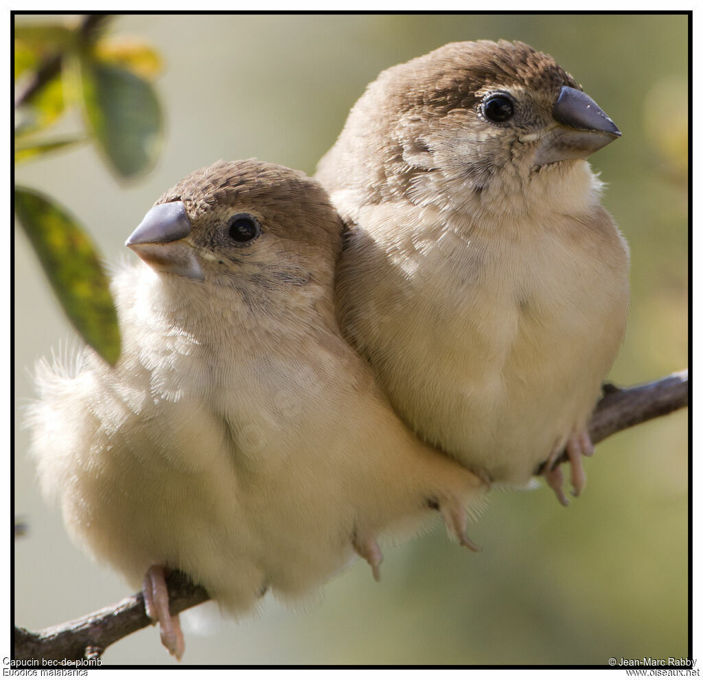 Indian Silverbill, identification