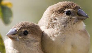 Indian Silverbill