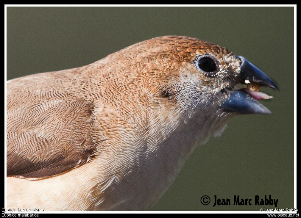 Indian Silverbill, identification