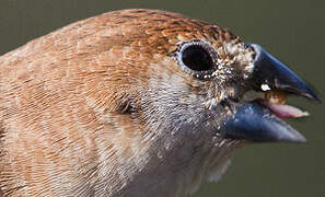 Indian Silverbill