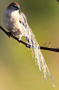 Indian Silverbill