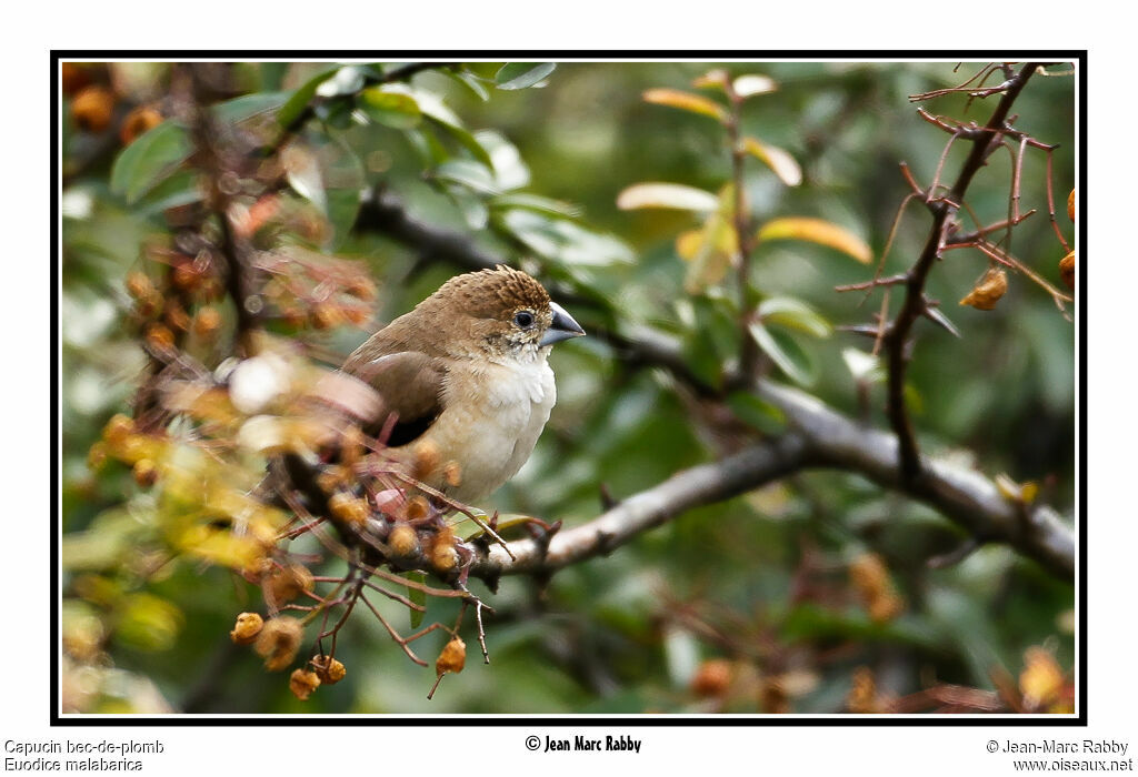 Indian Silverbill, identification