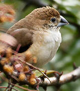 Indian Silverbill