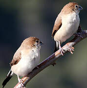 Indian Silverbill