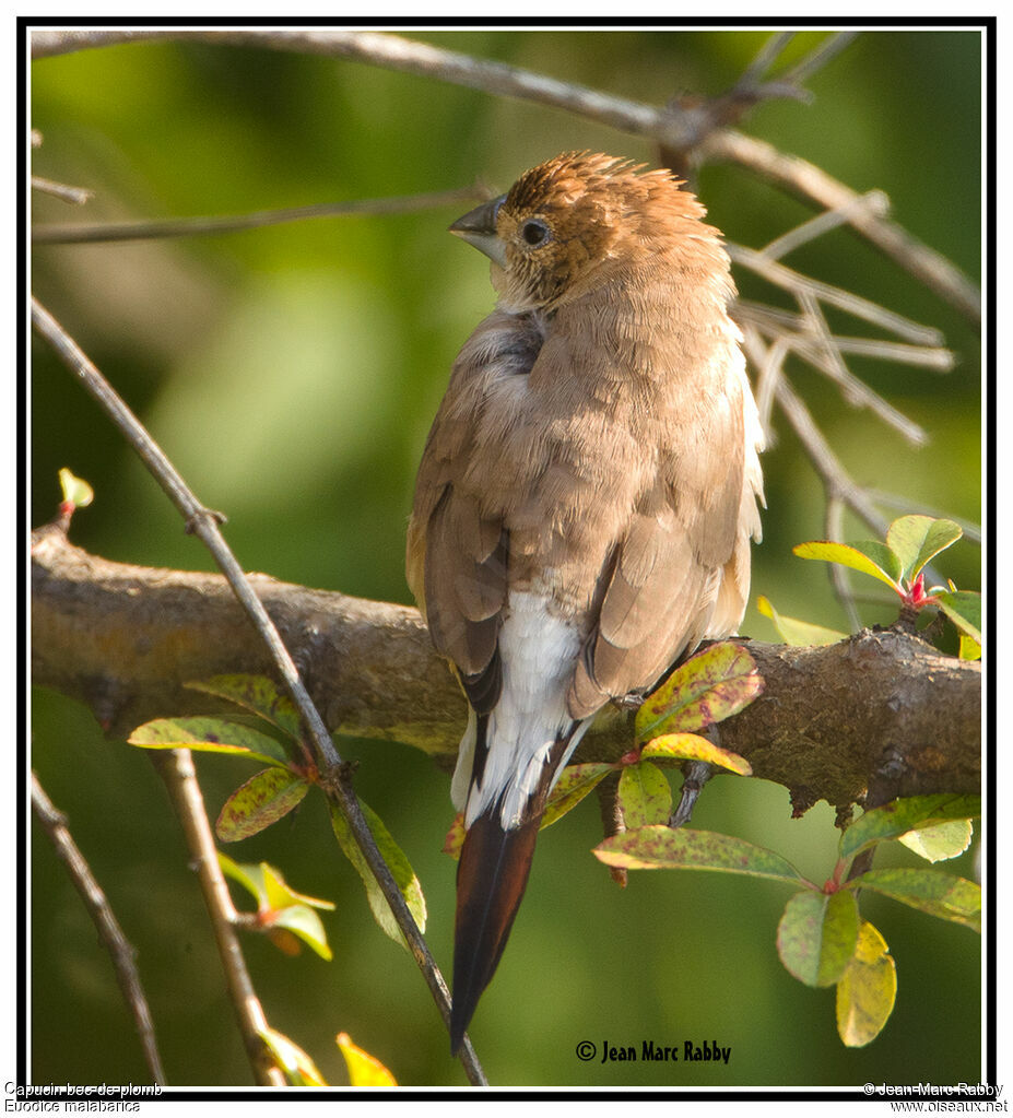 Indian Silverbill, identification