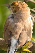 Indian Silverbill