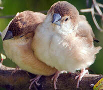 Indian Silverbill